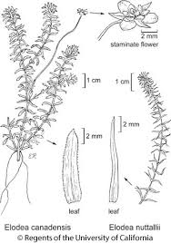 Image result for Elodea
