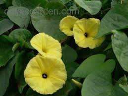 Image result for Ipomoea ochracea