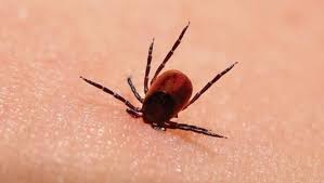 Lyme Nedir 365 Den Fazla Hastaligi Taklit Eden Lyme Hastaliginin Belirtileri Ve Tedavisi Saglik Haberleri