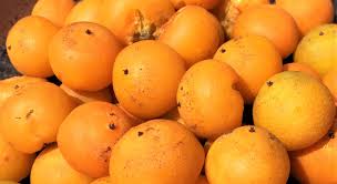 You'll find if you eat them right. September Tree Of The Month Jelly Palm Edhat