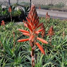 Image result for Aloe mkushiana
