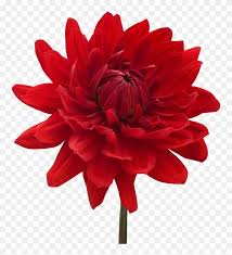 Find Hd Red Flower Clipart Png Format Flower Red E Blue Png Transparent Png To Search And Downlo Flower Clipart Png Flower Desktop Wallpaper Flower Clipart