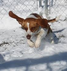 Our shoppable pics make it easy: Our Beagles