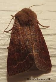 Image result for Disperis sp. nov. aff. macowanii