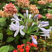 Image result for Agapanthus africanus