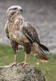 Birds Of Prey Cape Cod Long Legged Buzzard Buteo Rufinus Pet Birds Buzzard Wild Birds