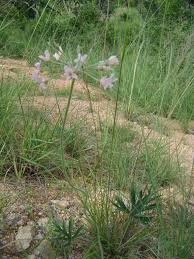 Image result for Pelargonium luridum