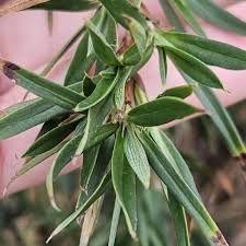 Image result for Cliffortia