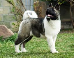 Show Quality American Akita Looking A Forever Home American Akita Dog American Akita Akita Puppies
