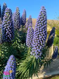 Image result for Echium