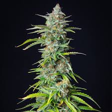 Maybe you would like to learn more about one of these? Northern Light Automatic Cannabissamen Royal Queen Seeds