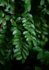 Image result for Erythrophleum