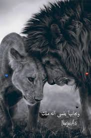 رمزيات اسد ولبوه تصميمي lion love lion quotes lion couple
