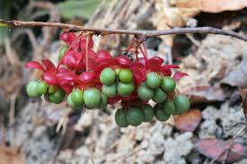 Image result for Ochna richardsiae