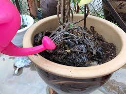 Kalau dia nampak ada pokok orkid hutan. Cara Baja Pokok Dalam Pasu Untuk Yang Baru Belajar Bercucuk Tanam Vanilla Kismis