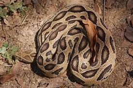 Russell S Viper Russel Viper Snakes Viper Viper Snake Pit Viper