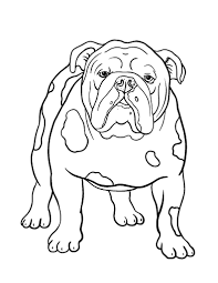 Showing 12 coloring pages related to bulldog. Printable Bulldog Coloring Page Free Pdf Download At Http Coloringcafe Com Coloring Pages Bulldog Omalovanky Obrazky Zvirata