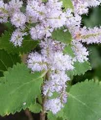 Image result for Tetradenia