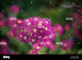 Image result for Asters `Jenny