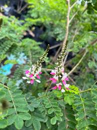 Image result for Indigofera circinella