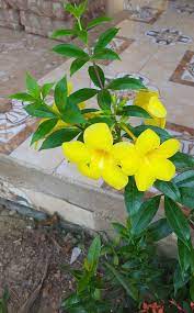 Con los balones de plata y de bronce adidas, se premiaron a la segunda y tercera mejor jugadora del certamen. Copa De Oro Allamanda Cathartica Inaturalist Panama