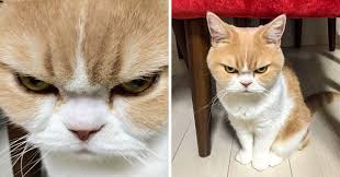 Beberapa spot favorit yang seringkali menjadi tempat mereka berpose lucu adalah kursi, sofa, tempat tidur, dan juga lantai berubin. Gambar Ekspresi Kucing Ngeselin 81021 Nama Untuk Kucing Comel Lucu Dan Unik