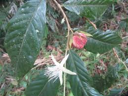 Image result for Kotschya speciosa