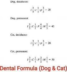 The following images demonstrate feline dental anatomy using the skull of a mountain lion. Animals Dental Formulae Haryana Veterinary Services Association Facebook