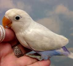 Bird And Pet Clinic Of Roseville Hours White Violet Fischer Lovebird Love Birds Pretty Birds Pet Birds