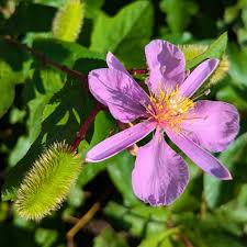 Image result for Clappertonia ficifolia