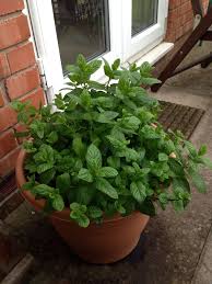 The peppermint plant is a versatile perennial herb that has been cherished since ancient times. Mentha Wikipedia