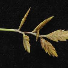 Image result for Pycreus nitidus