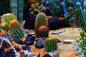 Make a cactus dish garden. 25 Beautiful Cactus Garden Ideas Trees Com