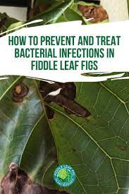 How To Prevent And Treat Bacterial Infections In Fiddle Leaf Figs Fiddle Leaf Fig Fiddle Leaf Fiddle Leaf Fig Tree