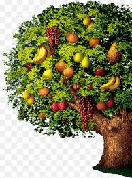 It is important to replace these macronutrients on a regular basis to keep trees vigorous and healthy. Fruit Tree Png Images Pngegg