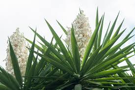 Image result for yucca gigantea en casa