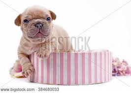 In this picture you can see a solid lilac frenchie puppy just hours old. Cute Small Cream Lilac Image Photo Free Trial Bigstock
