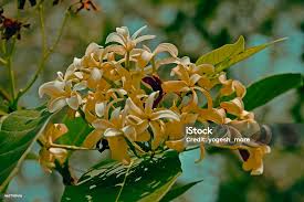 Image result for Holarrhena pubescens