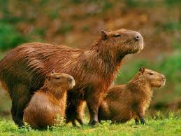 Free Wallpaper Desktop Wallpaper And Free Screensavers Capivara Capivaras Animais De Estimacao