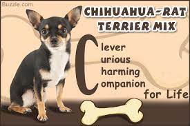 How did your dog and cat living situation work out? Little Known Facts About The Chihuahua Rat Terrier Mix Dogappy