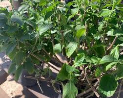 Image result for Justicia nuttii