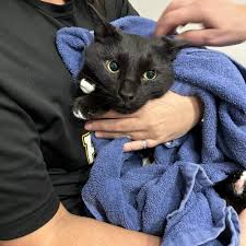 TOP 10 BEST Pet Spay & Neuter near Springfield, PA