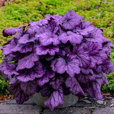 Heuchera Wild Rose Pp29923 Cpbr5990 Perennial Resource Heuchera cultivars black pearl ™. heuchera wild rose pp29923 cpbr5990