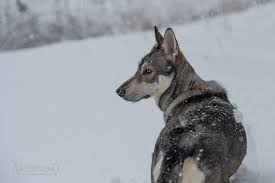 Marxdorfer wolfshunde von sirius lupus. Marxdorfer Wolfshund Anouka Pferdefotografie Hundefotografie Fotografie Bettina Niedermayr Pferde Mensch Pferd Hunde Portrait Stallschilder Kalender Pferdekalender Haflingerkalender Mit Kohlfuchs Liz Steiermark