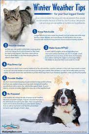 Kitty Cat Junction On Twitter Pet Safety Pets Pet Life