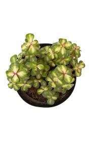 Image result for Odontosoria afra