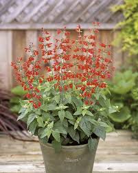 Image result for Salvia coccinea