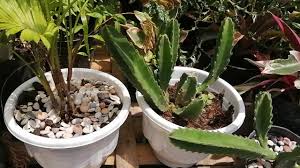 Jual kaktus unik dengan harga rp50.000 dari toko online toko kaktus, kota bandung. Tanaman Hias Kaktus Unik Di Pot Harga Bersahabat Youtube