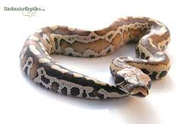 Pin On Snakes