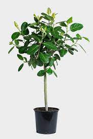It acclimates well to new spaces. Is Ficus Audrey The Next Fiddle Leaf Fig The Strategist